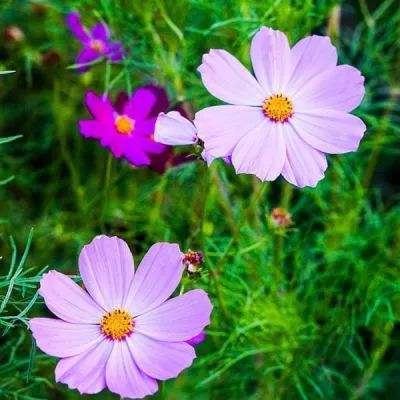 澳门银银河官方网welcomeapp下载